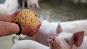 Con enzimas y aditivos naturales: la innovadora empresa de nutrición animal que apuesta a la ganadería sustentable