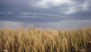 El campo dice que con el trigo se sigue la misma política de Moreno