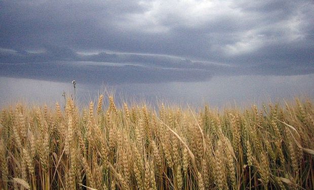 El Gobierno profundiza el cepo a la exportación de trigo