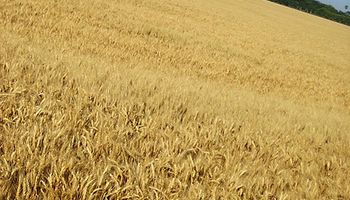 Según el Gobierno de EE.UU., sequía no afecta a trigo local