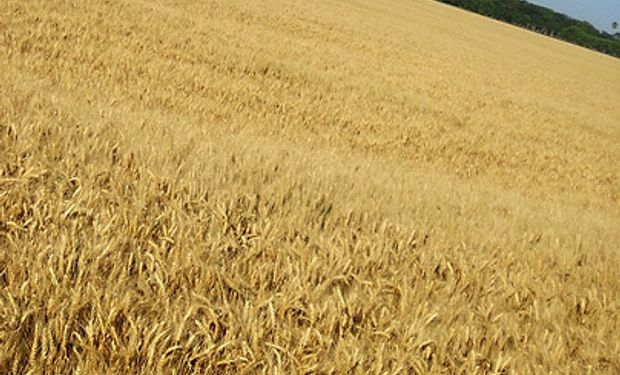 Según el Gobierno de EE.UU., sequía no afecta a trigo local