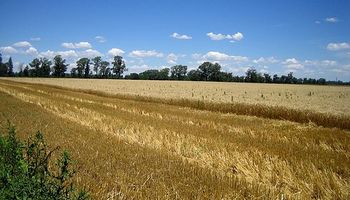 Brasil aumentaría área de trigo un 12,9%