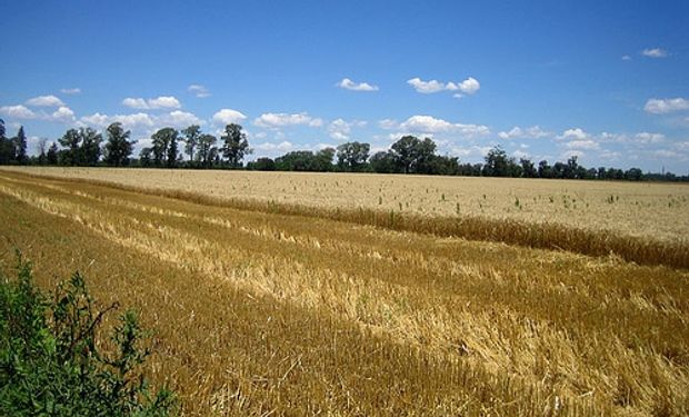 Brasil aumentaría área de trigo un 12,9%