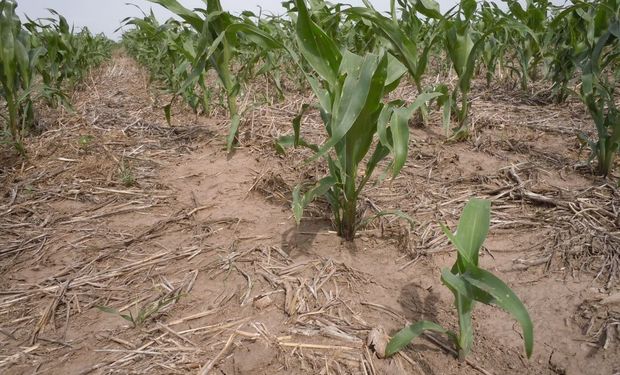 Hubo lluvias en gran parte del territorio agrícola.