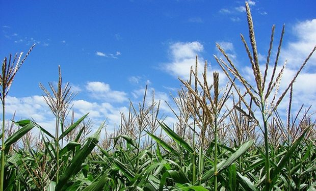 A la crisis del trigo se suma la del maíz