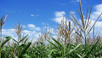 El maíz sin reservas de agua en inicio de llenado de grano