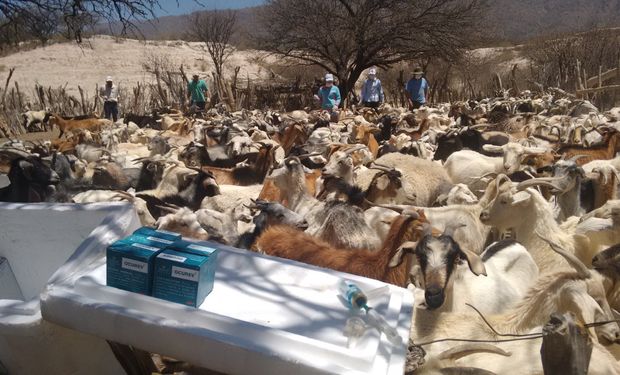 Catamarca busca erradicar la brucelosis caprina a través de la campaña de vacunación