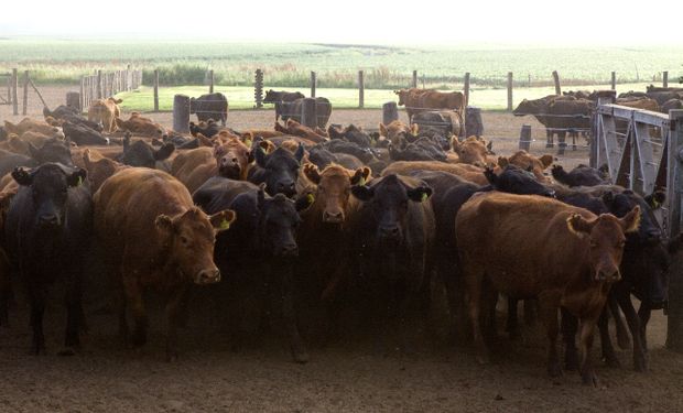 Senasa informó que los establecimientos sin adhesión al plan de brucelosis bovina no podrán exportar China