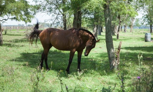 Declaran la emergencia sanitaria por encefalomielitis equina en todo el país