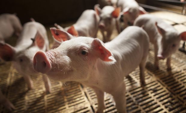 Mataron a golpes a cinco cerdos en un campo de Santa Fe y no se los llevaron