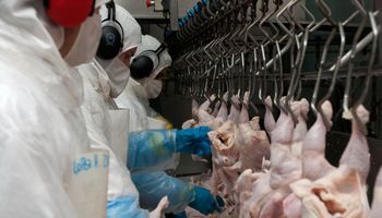 Carne aviar: Bioeconomía eliminó la obligatoriedad de la certificación libre de enfermedad de Newcastle