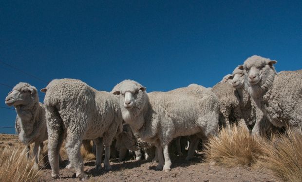 Relanzan el plan Lanar y darán hasta $ 3.400.000 a cada productor ovino