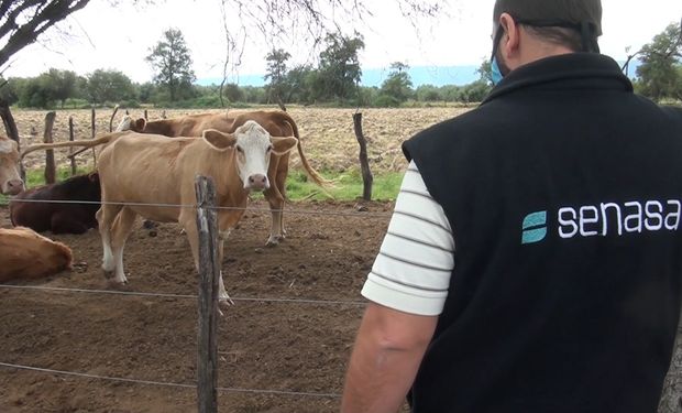 Carbunclo: extreman medidas ante la notificación de la enfermedad que se transmite de los animales al humano