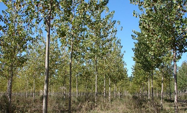 China redujo los aranceles a la madera argentina y se presenta como una oportunidad para el sector