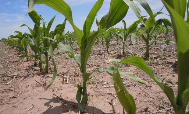 Se espera un aumento del 3,3 % en el área destinada a maíz, cuando hasta hace poco el porcentaje era del 6,7%.