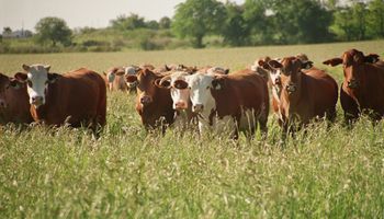 La clave detrás del récord de dólares de la carne argentina