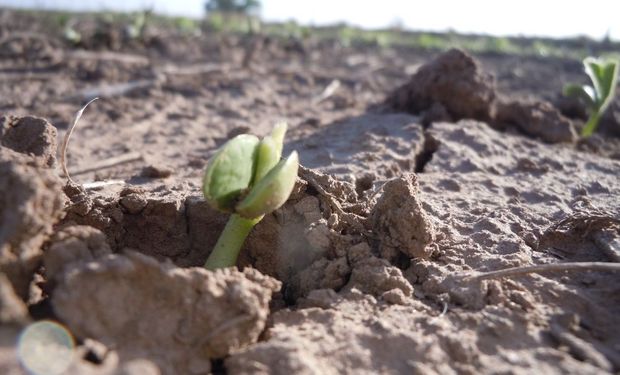 Insumo - producto: la soja fue la más perjudicada, con un deterioro en el poder de compra promedio del 7% contra el año pasado.