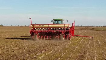 El trigo gana hectáreas de la mano de la humedad y mejores precios