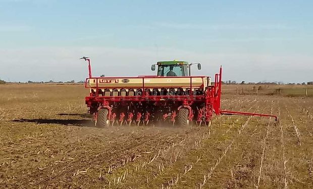 El área de trigo será la más alta de los últimos 18 años.