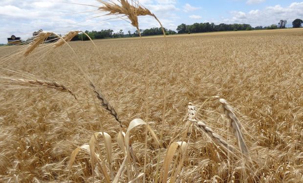 El INTA EEA Bordenave analizó los resultados del trigo.
