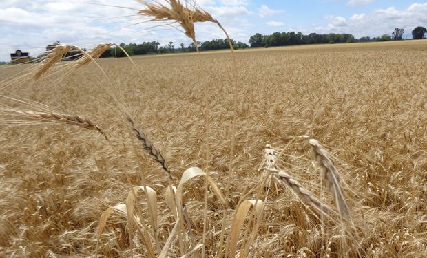 El rinde nacional del trigo 2019/20 fue de 29,2 qq/Ha.