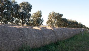 Santiago del Estero realizó la primera exportación de fardos de alfalfa a China