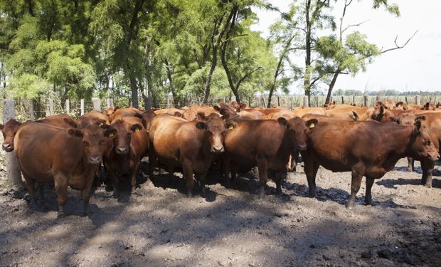 Detectan un foco de garrapata en Buenos Aires y piden extremar los cuidados