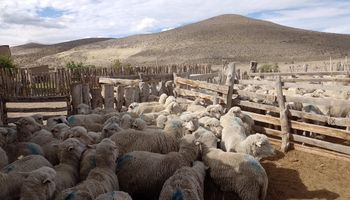Sequías, heladas y granizo: declaran la emergencia agropecuaria para Chubut, Santa Cruz y Mendoza