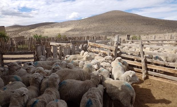 Sequías, heladas y granizo: declaran la emergencia agropecuaria para Chubut, Santa Cruz y Mendoza