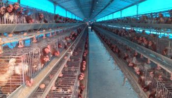 Avícola Santa Ana: el nuevo muestreo tiene fecha y el Senasa aclara que nunca pidió que rompan los huevos