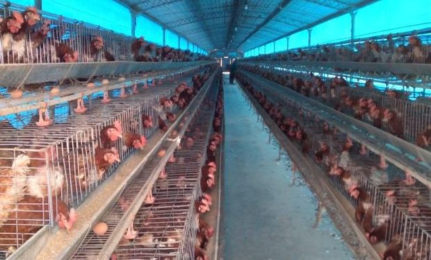 Avícola Santa Ana: el nuevo muestreo tiene fecha y el Senasa aclara que nunca pidió que rompan los huevos