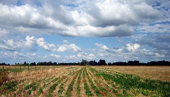Clima seco favorece siembra de soja en Argentina