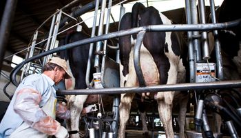 El sector lácteo tuvo exportaciones récords por US$ 1400 millones, pero reclama medidas para garantizar las ventas