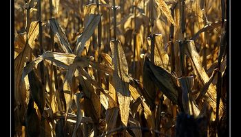 Fuerte crecimiento de la producción entrerriana de maíz