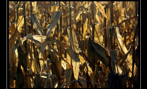 Fuerte crecimiento de la producción entrerriana de maíz