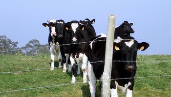 Baja la cotización de la leche en Fonterra