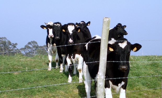Baja la cotización de la leche en Fonterra