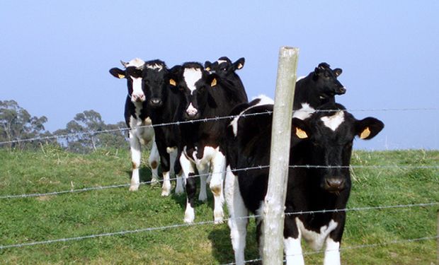 Los tamberos tucumanos lanzarán una "marca" relacionada con la producción de lácteos