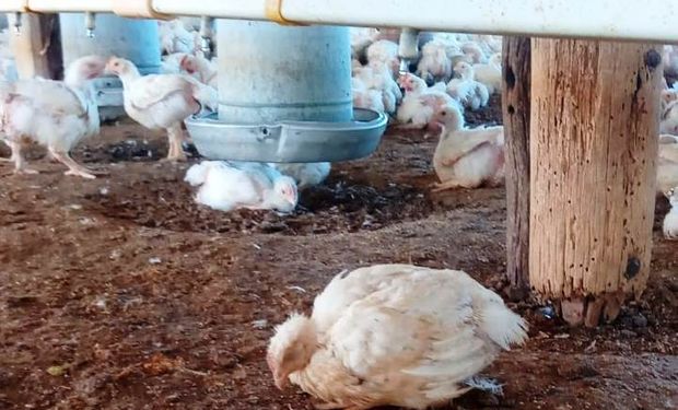 Gripe aviar: Argentina suspendió las exportaciones avícolas tras confirmarse el primer caso en corrales