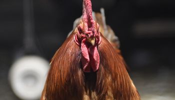 Gripe aviar: Argentina vuelve a exportar pollo a Rusia y Hong Kong 