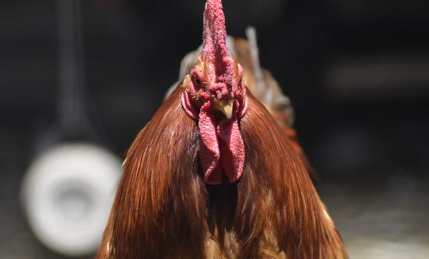 Gripe aviar: Argentina vuelve a exportar pollo a Rusia y Hong Kong 