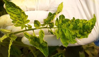 Un virus amenaza la producción de tomates y declaran la alerta fitosanitaria