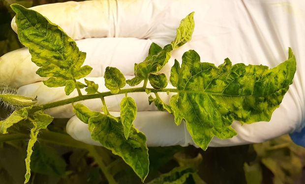 Un virus amenaza la producción de tomates y declaran la alerta fitosanitaria