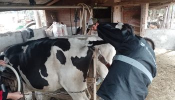 Buscan cambiar una vacuna clave para evitar pérdidas de leche en los tambos