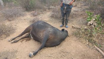 Tristeza bovina: el Senasa toma medidas sanitarias tras la muerte de vacas con crías