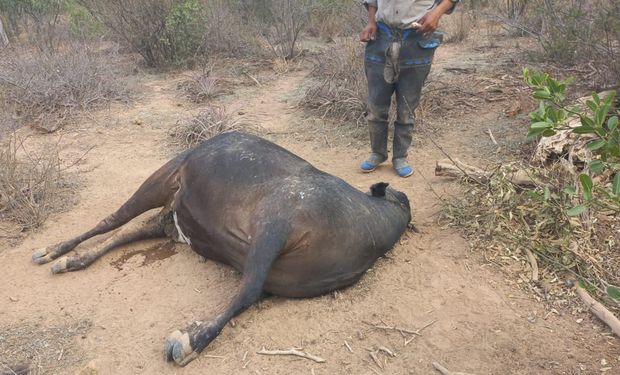 Tristeza bovina: el Senasa toma medidas sanitarias tras la muerte de vacas con crías