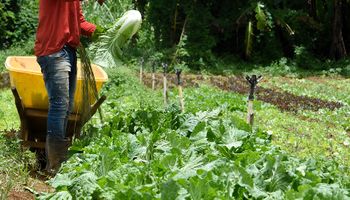 Ipea projeta alta de 11,6% no PIB agropecuário em 2023