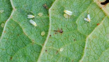 Embrapa desenvolve bioinseticida para controle da mosca-branca