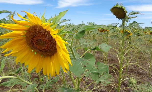 Reglamento del Remate del Primer Lote de Girasol – 2019-20.