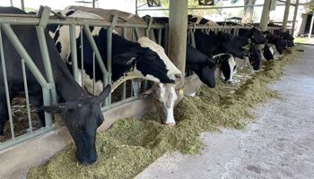 Quantos litros de água as vacas devem beber por dia durante a lactação?